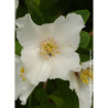 PHILADELPHUS BELLE ETOILE