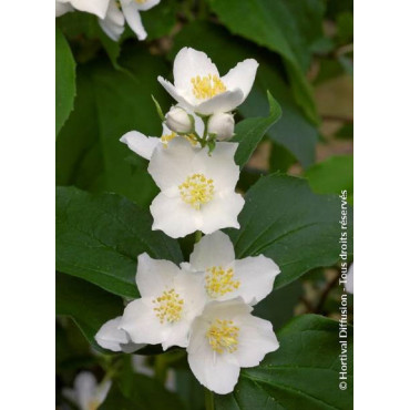 PHILADELPHUS coronarius