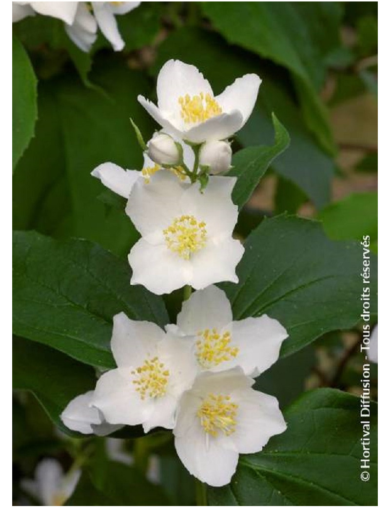 PHILADELPHUS coronarius