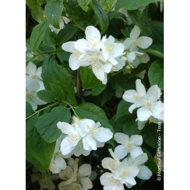 PHILADELPHUS coronarius