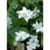 PHILADELPHUS coronarius