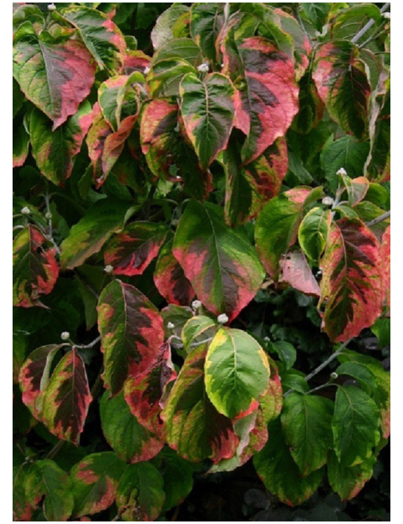 CORNUS florida RAINBOW