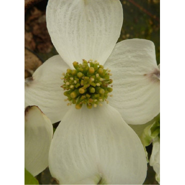 CORNUS florida RAINBOW