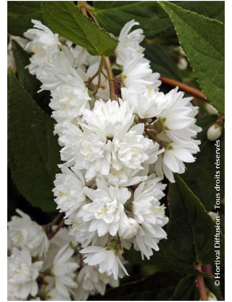 PHILADELPHUS minnesota SNOWFLAKE