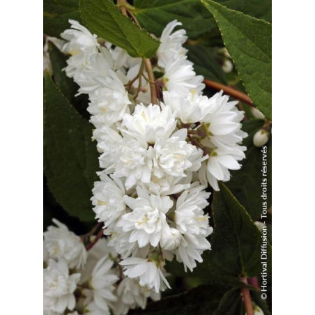 PHILADELPHUS minnesota SNOWFLAKE