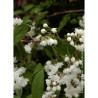 PHILADELPHUS minnesota SNOWFLAKE