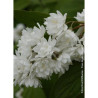 PHILADELPHUS minnesota SNOWFLAKE