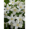 PHILADELPHUS SILBERREGEN