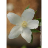 PHILADELPHUS SILBERREGEN