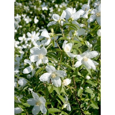 PHILADELPHUS SILBERREGEN