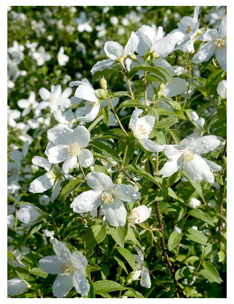 PHILADELPHUS SILBERREGEN