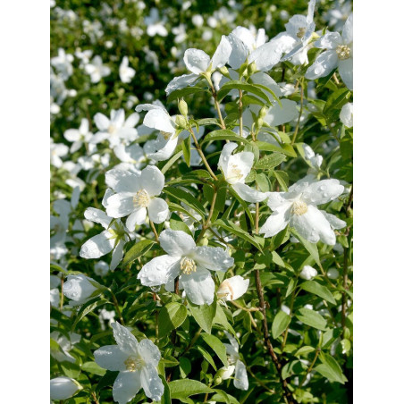 PHILADELPHUS SILBERREGEN