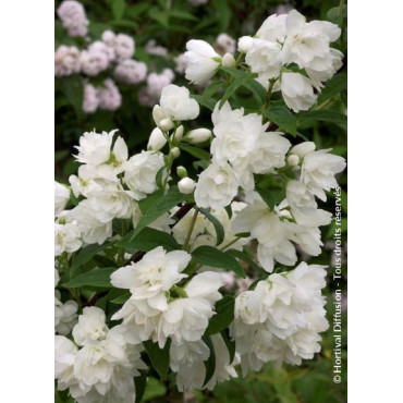 PHILADELPHUS SNOWBELLE