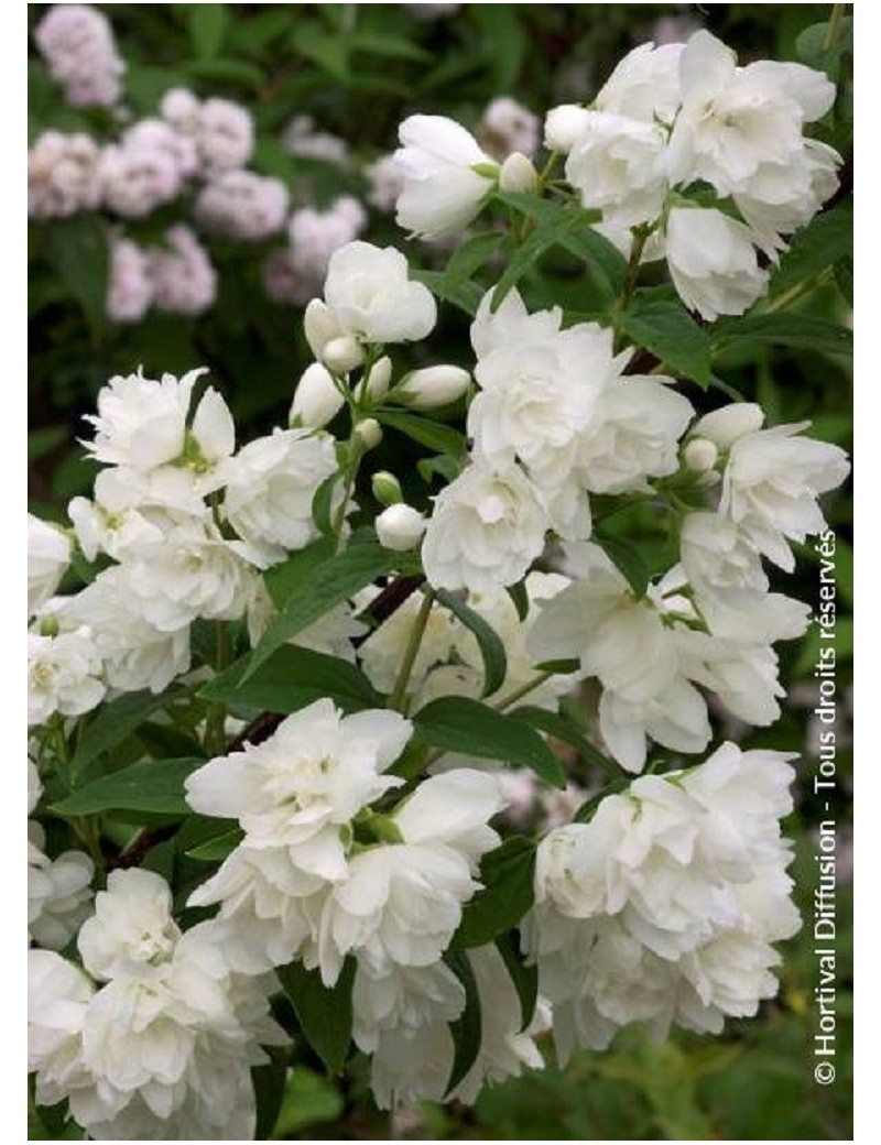 PHILADELPHUS SNOWBELLE