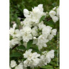 PHILADELPHUS SNOWBELLE