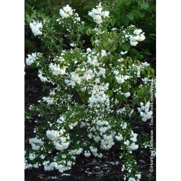 PHILADELPHUS SNOWBELLE