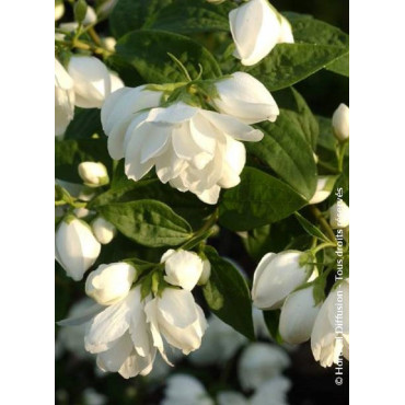 PHILADELPHUS SNOWBELLE