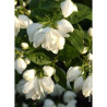 PHILADELPHUS SNOWBELLE