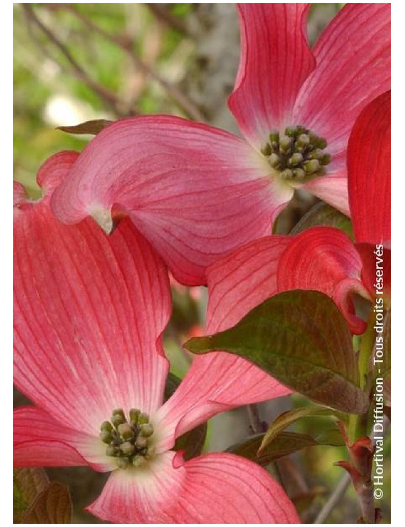 CORNUS florida RUBRA