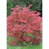 CORNUS florida RUBRA