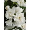 PHILADELPHUS virginalis