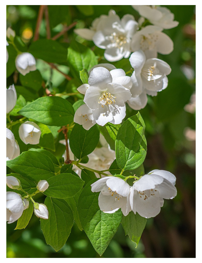 PHILADELPHUS virginalis