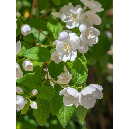 PHILADELPHUS virginalis