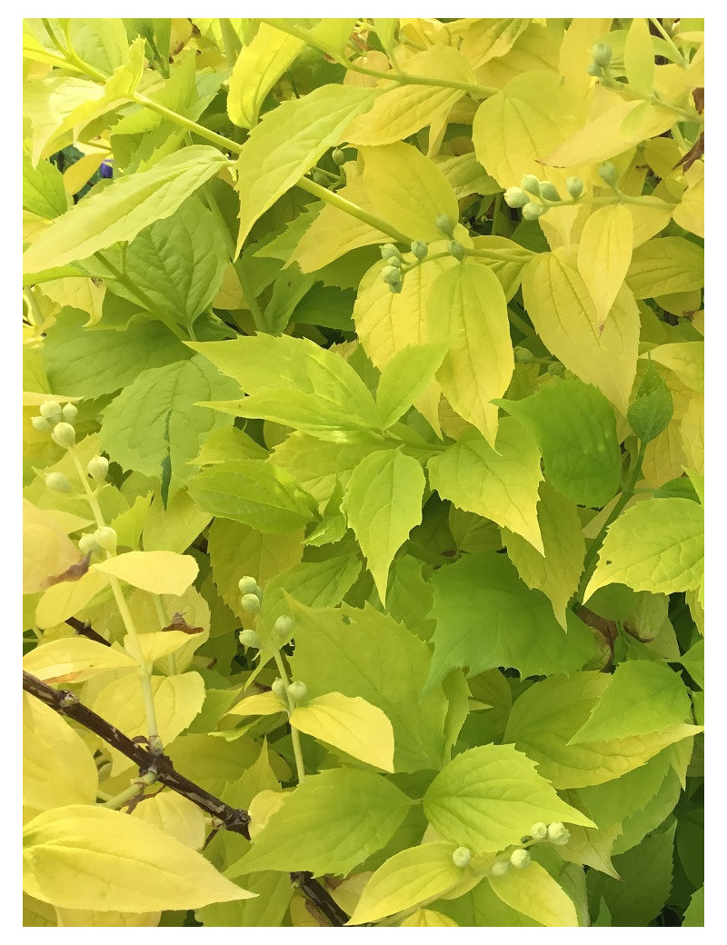 PHILADELPHUS coronarius AUREUS