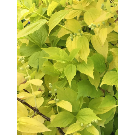 PHILADELPHUS coronarius AUREUS