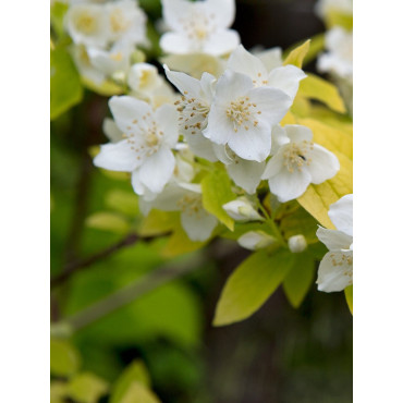 PHILADELPHUS coronarius AUREUS