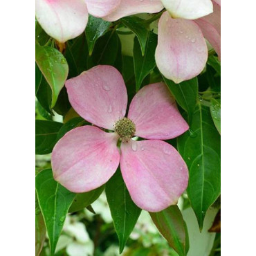 CORNUS hongkongensis PARC DE HAUTE BRETAGNE