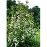 CORNUS hongkongensis PARC DE HAUTE BRETAGNE