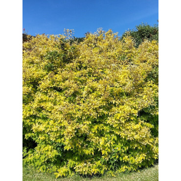 PHILADELPHUS coronarius AUREUS