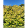 PHILADELPHUS coronarius AUREUS