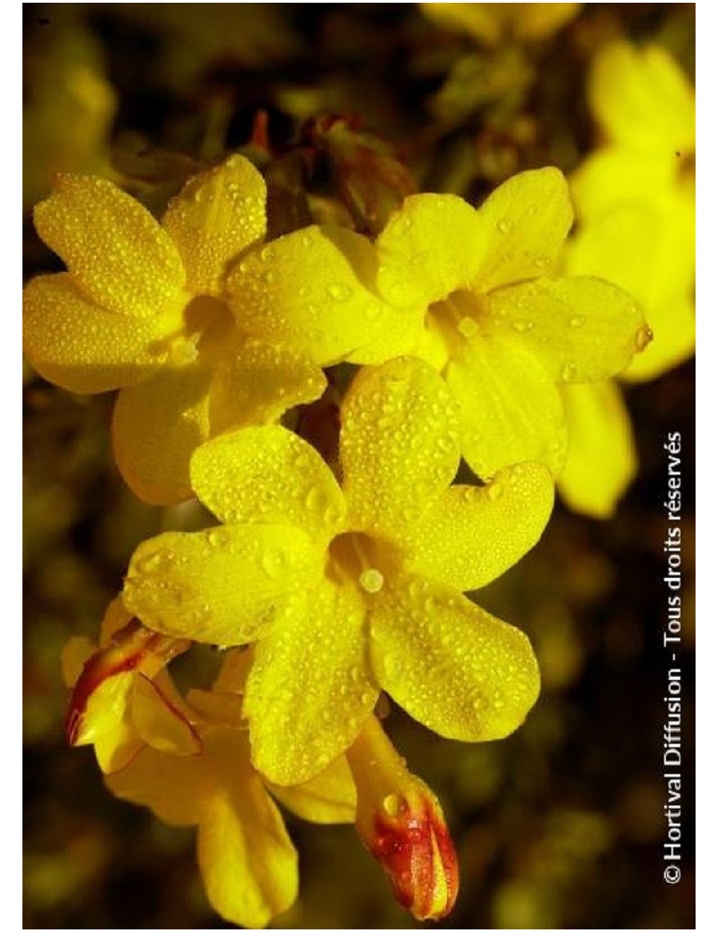 JASMINUM nudiflorum