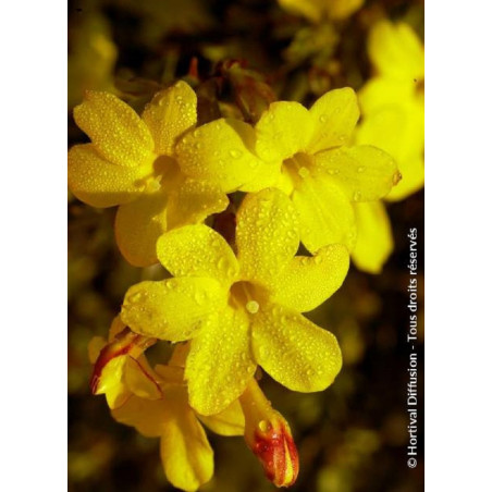 JASMINUM nudiflorum