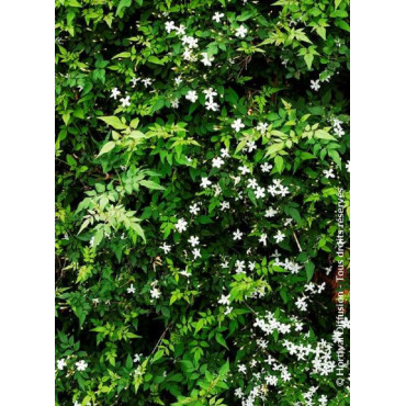 JASMINUM officinalis