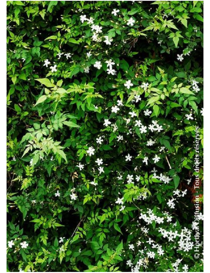 JASMINUM officinalis