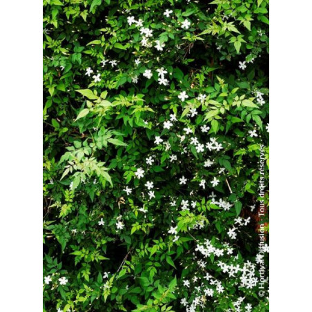 JASMINUM officinalis