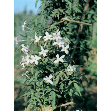 JASMINUM officinalis