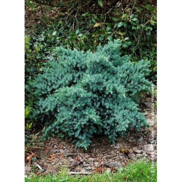 JUNIPERUS squamata BLUE STAR