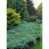 JUNIPERUS squamata BLUE CARPET