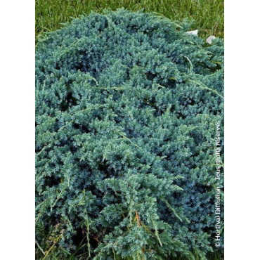 JUNIPERUS squamata BLUE CARPET