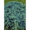 JUNIPERUS squamata BLUE CARPET