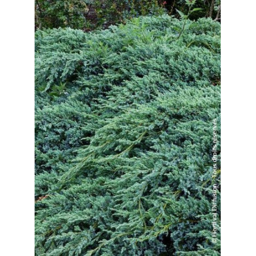 JUNIPERUS squamata BLUE CARPET