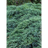 JUNIPERUS squamata BLUE CARPET