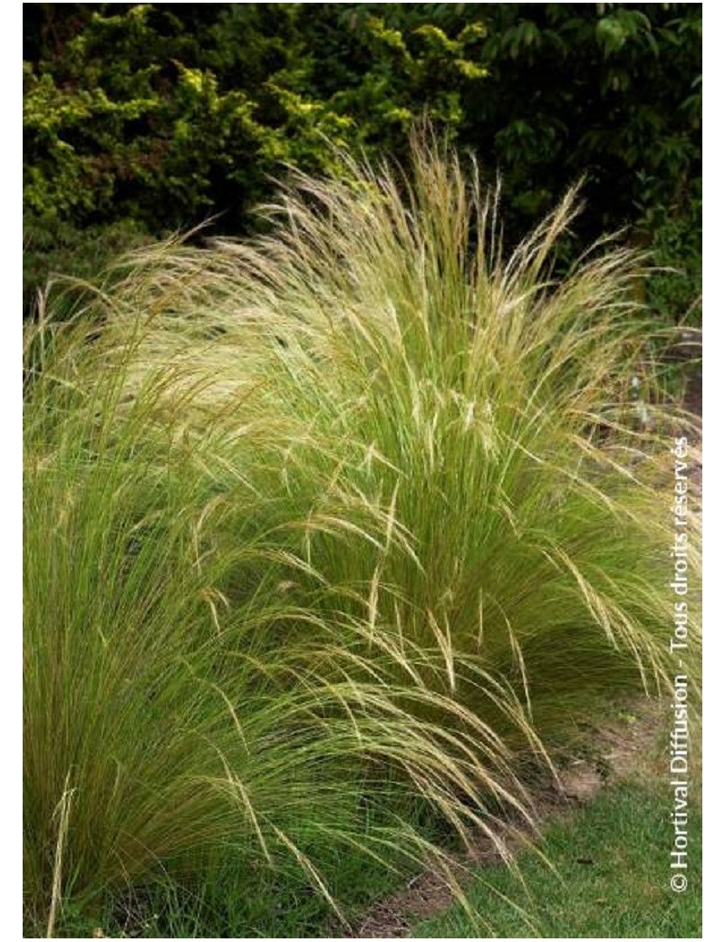 STIPA tenuifolia