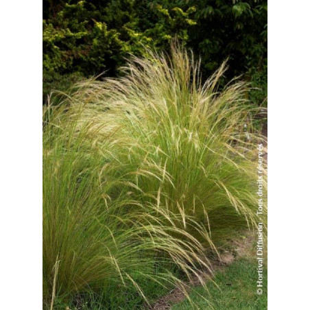 STIPA tenuifolia