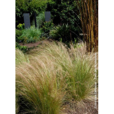 STIPA tenuifolia