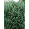 PINUS sylvestris WATERERI